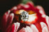 oval engagement ring with gold band on flower