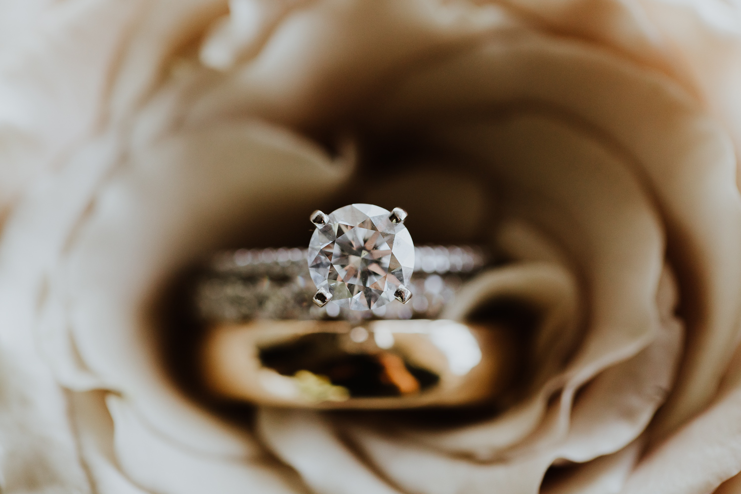 wedding rings arranged on champagne colored rose